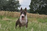 BULL TERRIER MINIATURE 009